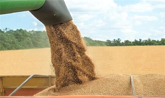 کاهش 85 درصدی خرید گندم در خراسان شمالی طی سال جاری