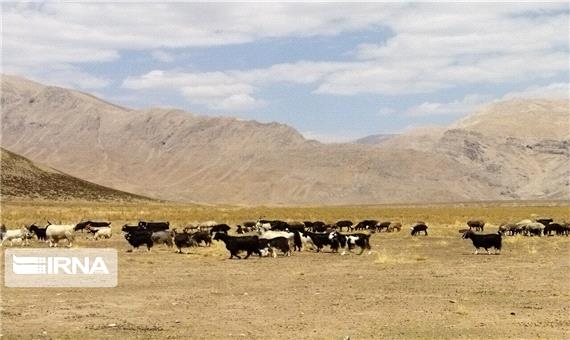 جمعیت دامی عشایر در شهرستان سربیشه 10 درصد کاهش یافت