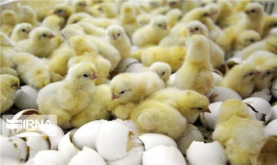 جوجه‌ریزی برای تولید مرغ گوشتی در تربت‌جام 124 درصد افزایش یافت