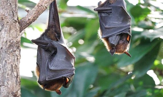 ابداع درمان‌های جدید کووید-19 با الهام از خفاش‌ها!