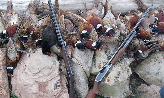 کشف 139 قطعه پرنده و 10 بره میش وحشی زنده‌گیری شده در خراسان شمالی
