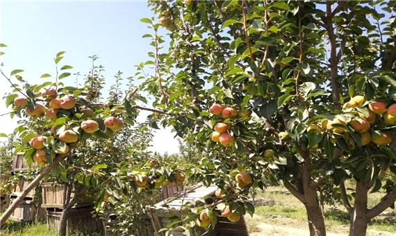8000 تن میوه گلابی از باغ‌های مشهد روانه بازار می‌شود