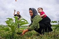 حمایت بیمه اجتماعی از ۱۰ هزار مادر سه فرزند روستایی در خراسان شمالی