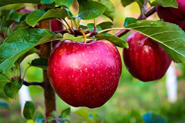 مبارزه با آفات به روش رها سازی زنبور شکارگر