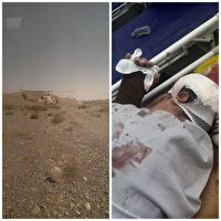 هشدار درباره خطر سقوط از درخت گردو