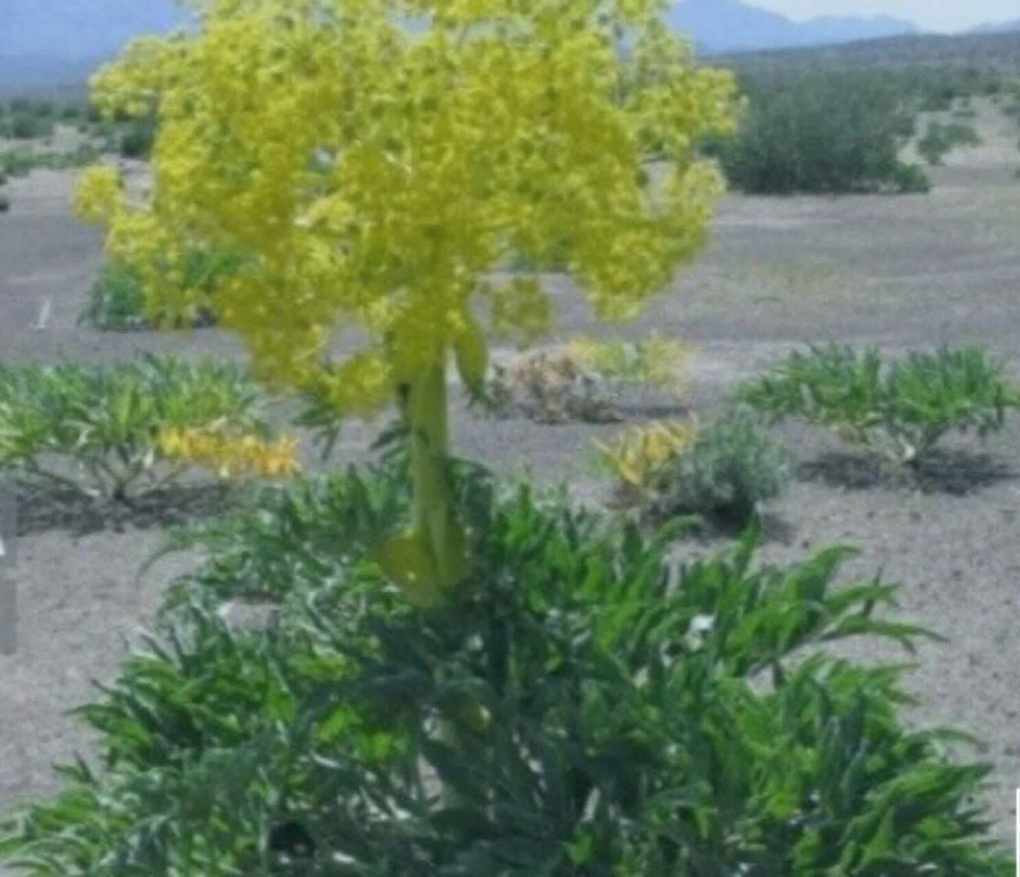 پیام خراسان