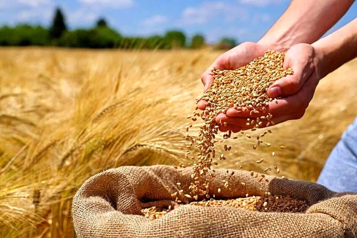 آخرین وضعیت ذخایر کالاهای اساسی؛ گندم روسی در راه ایران
