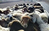 دستگیری سارقان احشام در کلات