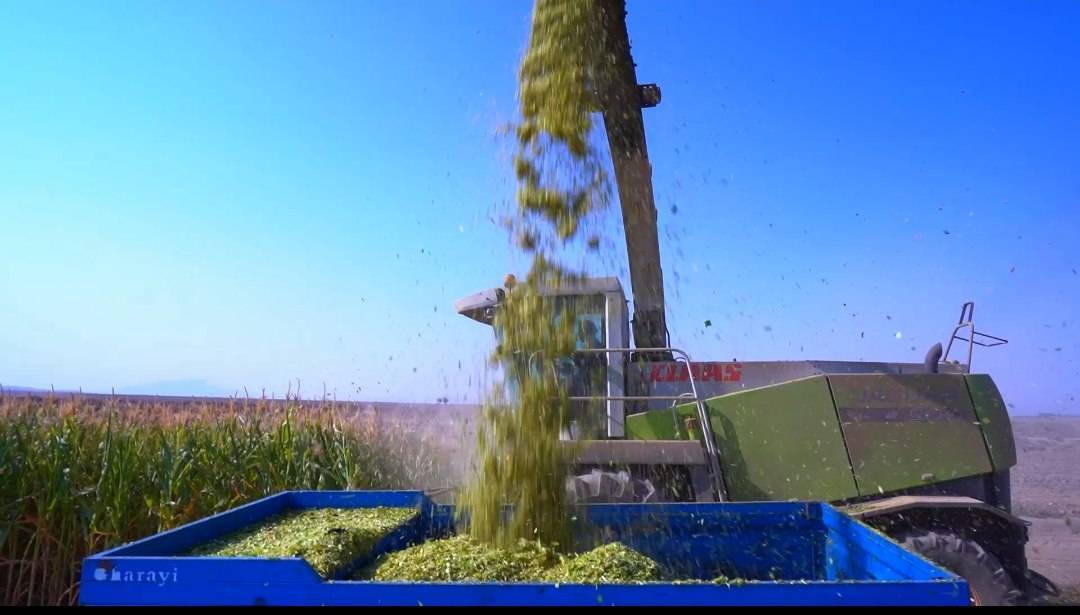 پیش بینی برداشت ۲۰ هزار تن ذرت علوفه‌ ای در خواف