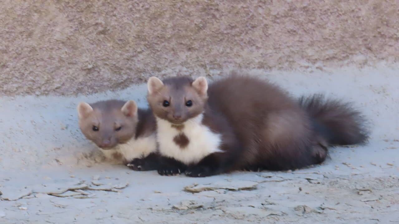 ثبت نخستین مشاهده سمور سنگی در شهرستان فردوس