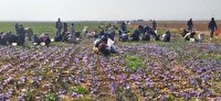 کاهش ۴۰ درصدی برداشت زعفران در تربت‌ جام