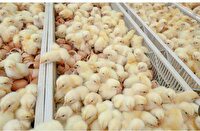 انجام بیش از ۴ میلیون قطعه جوجه‌ ریزی در کاشمر