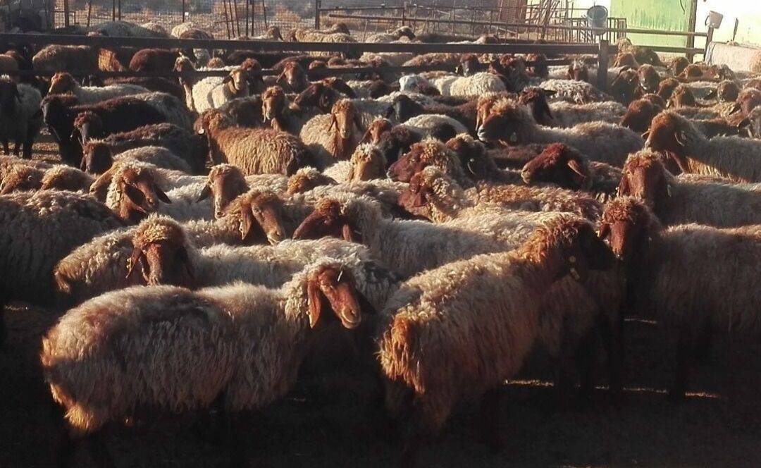 پیام خراسان