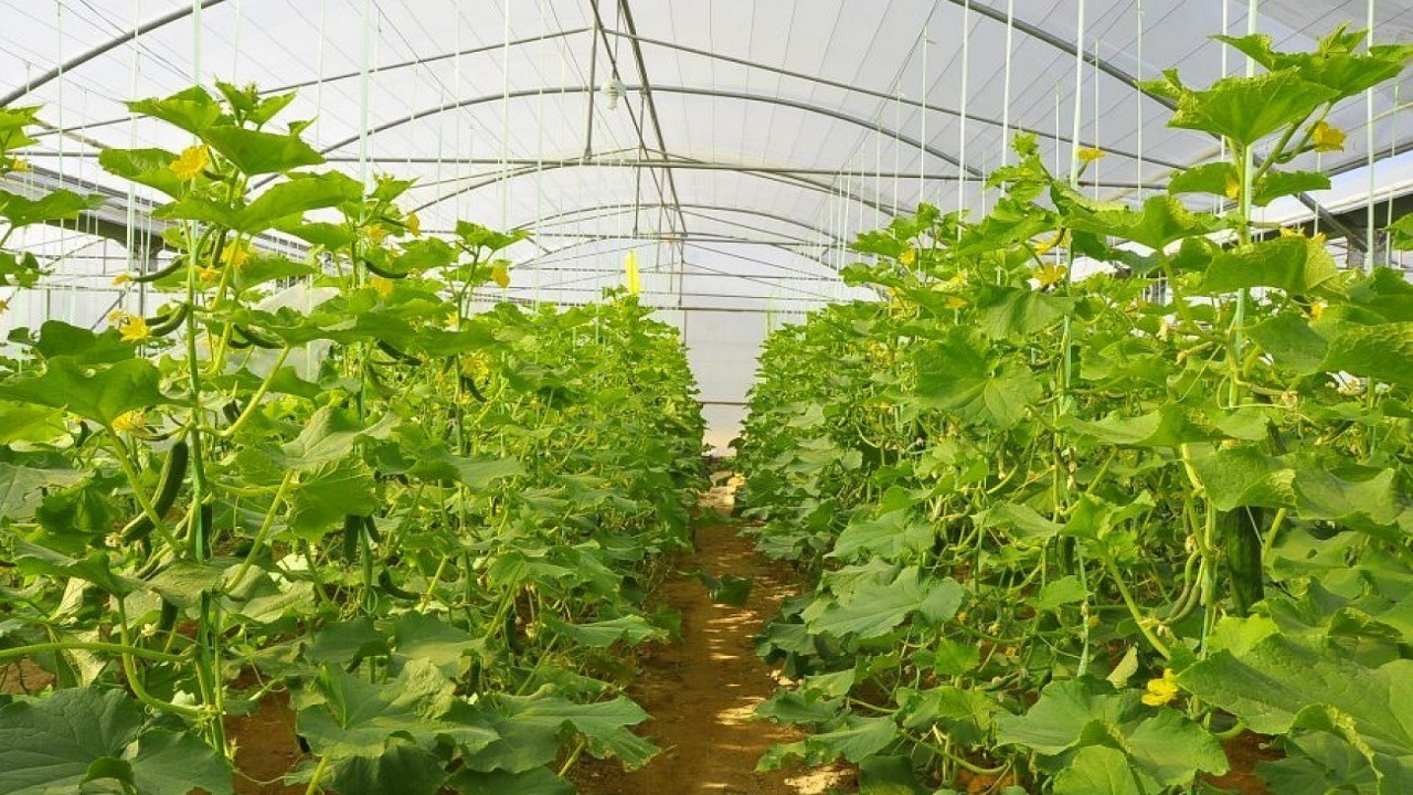 هشدار  جهاد کشاورزی خراسان رضوی به گلخانه داران درباره کاهش دما