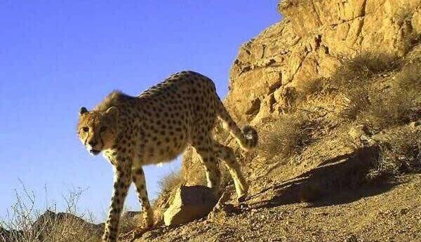 ۶ یوزپلنگ آسیایی در پناهگاه میاندشت مشاهده شدند