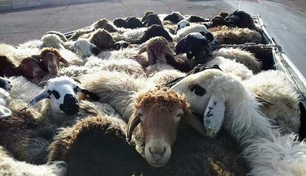 توقیف ۱۴۳ رأس گوسفند فاقد مجوز حمل در شهرستان کاشمر