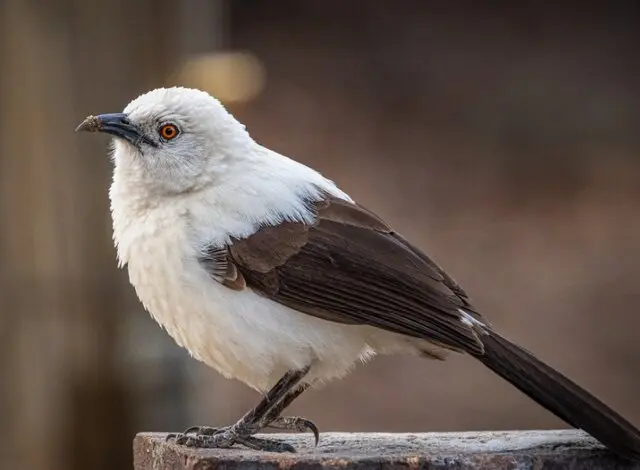 پیام خراسان