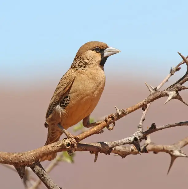 پیام خراسان