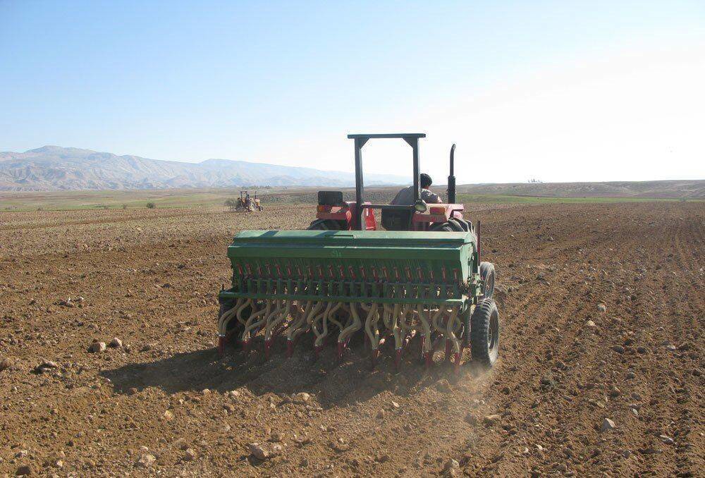 افزایش کشت دیم غلات در تایباد