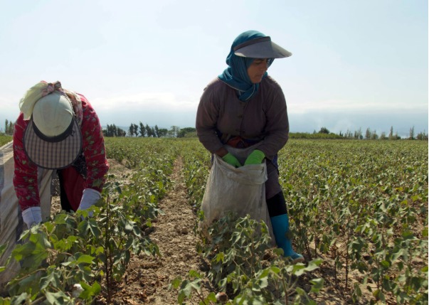 رکوردزنی تولیدات زراعی و باغی در گناباد