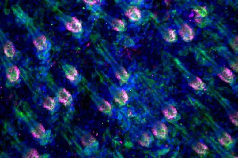 پیام خراسان