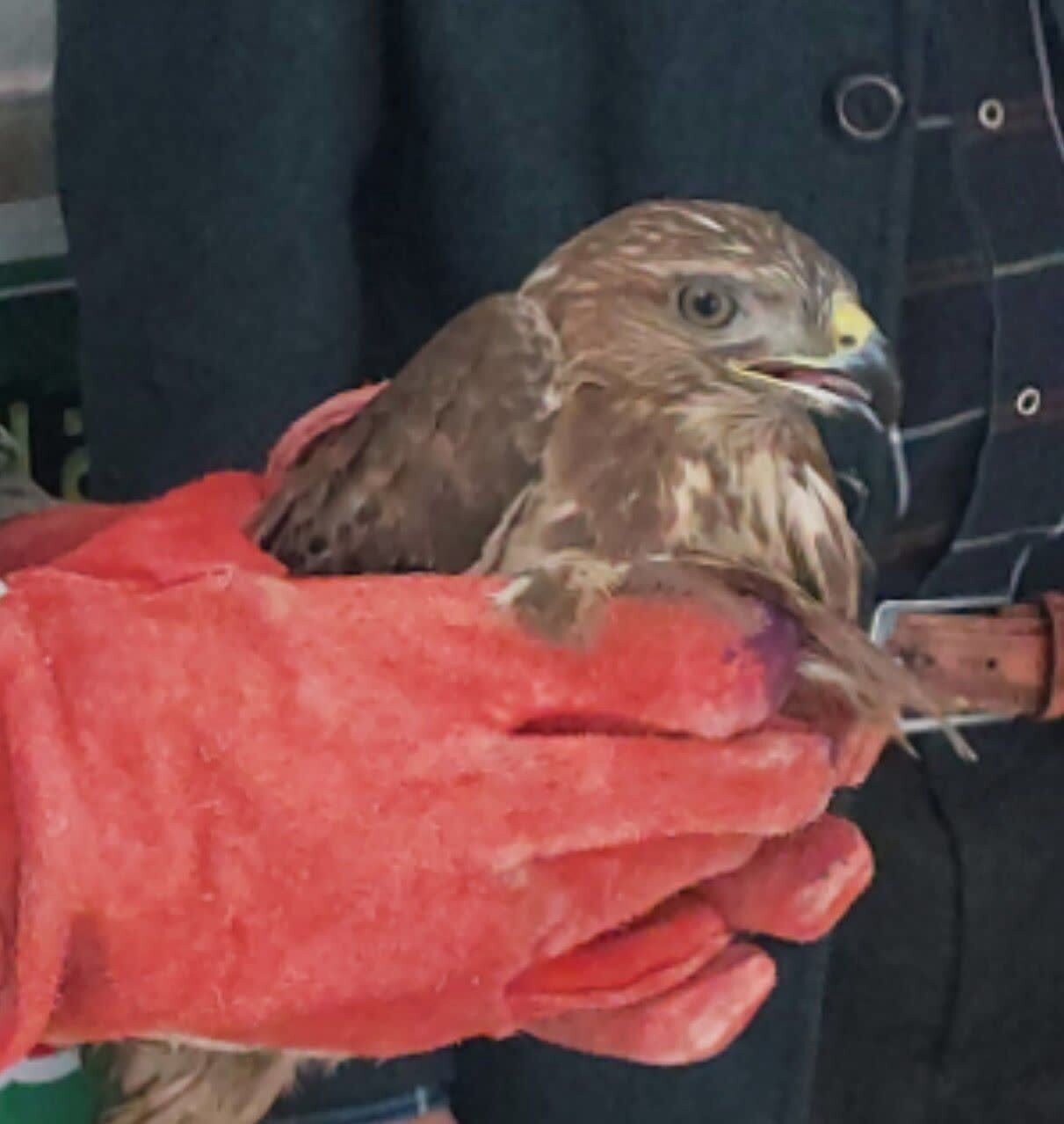 کشف یک بهله سارگپه در فاروج