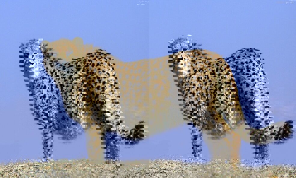 مشاهده یک قلاده یوز در روستاهای اطراف داورزن خراسان رضوی