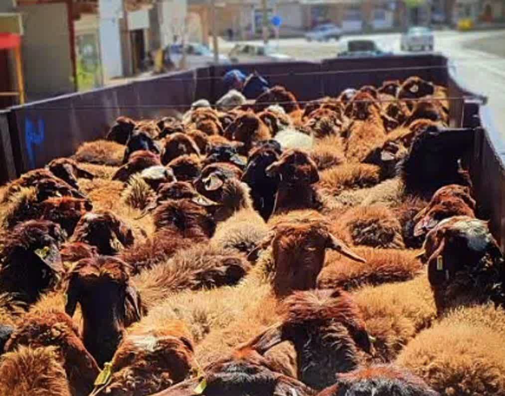 توقف ۱۵ تریلی حامل دام قبل از ورود به مراتع سرخس