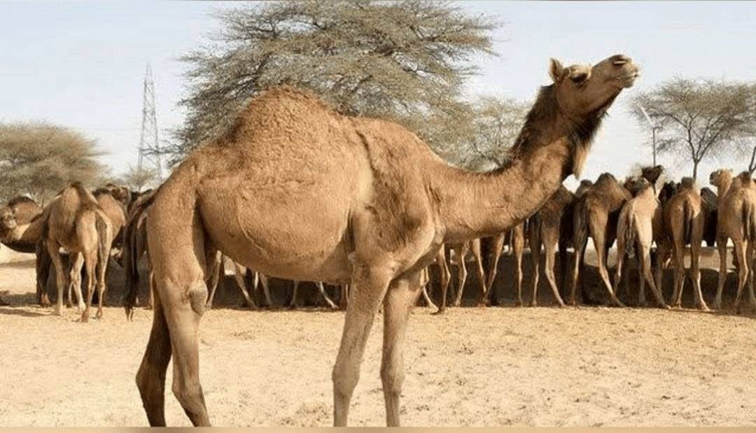 پیام خراسان