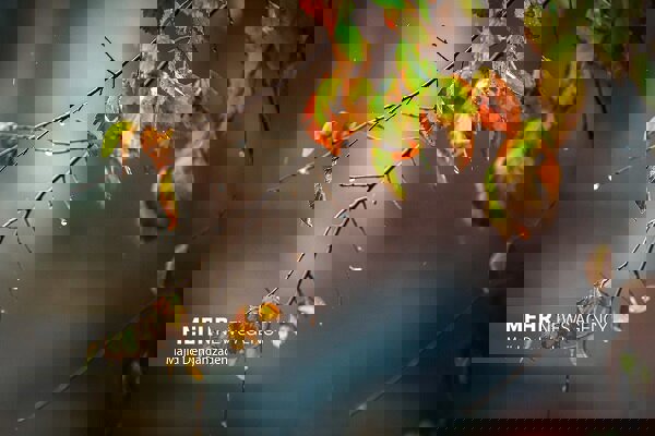 کاهش دما در راه است؛ پیش‌بینی بارش‌های رگباری در خراسان رضوی