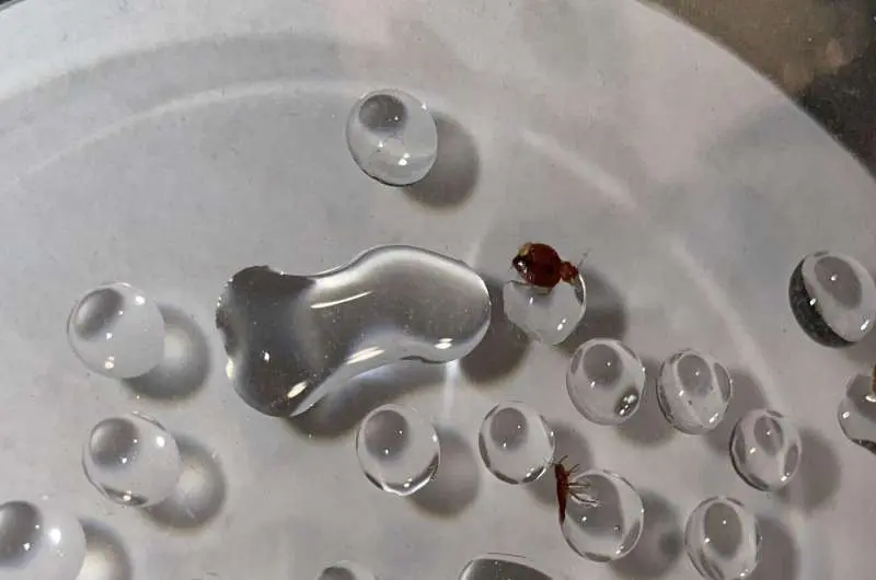 پیام خراسان