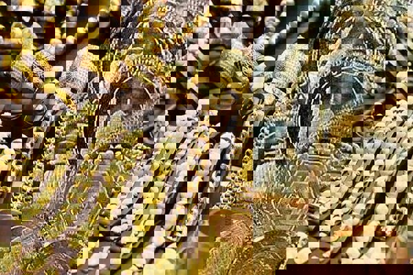 کشف پرونده سرقت به عنف ۳ و نیم میلیاردی طلا در مشهد