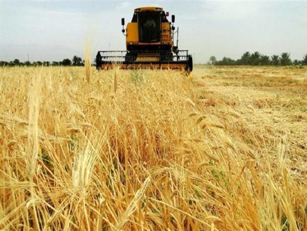 آغاز خرید گندم در سبزوار و افتتاح اولین مرکز خرید در بخش روداب