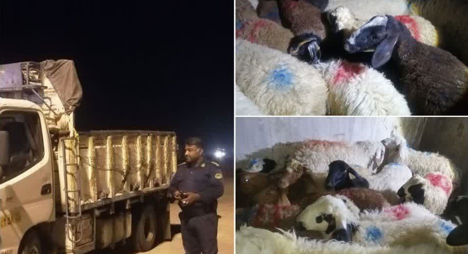 کشف ۲۴ رأس گوسفند قاچاق در سربیشه