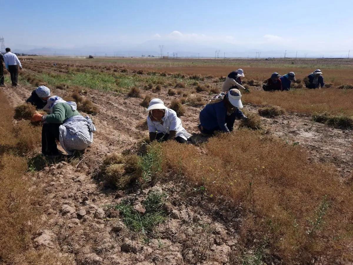 تایباد دارای رتبه نخست سطح زیر کشت زیره سبز در کشور