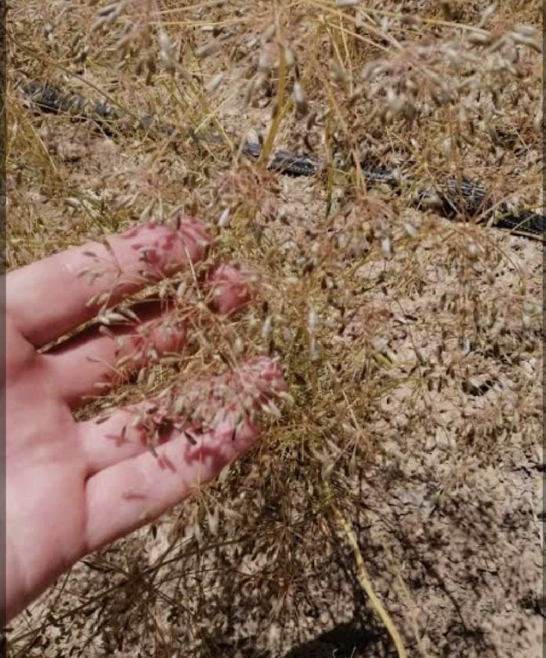 برداشت زیره کوهی در روستای آقداش کلات