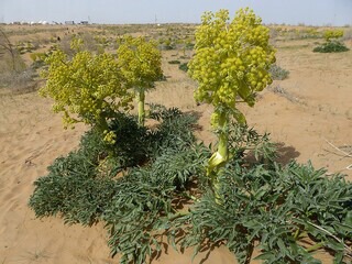 تولید پنج برابری گیاه دارویی آنغوزه در بجستان