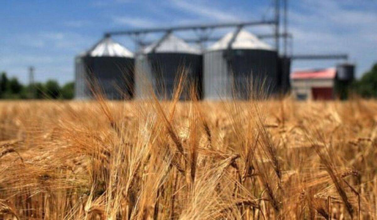 خرید ۱۷ هزار تن گندم به نرخ تضمینی در تایباد خراسان رضوی تاکنون