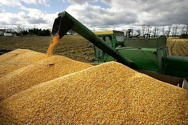 آغاز خرید تضمینی گندم توسط شبکه تعاونی‌های روستایی در سملقان