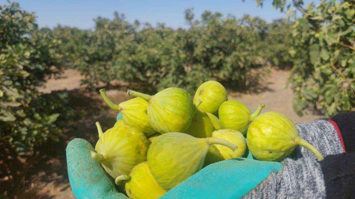 نبود بسته‌بندی استاندارد، ارزش‌ افزوده پسته را کاهش داد