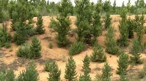 بردسکن، پیشرو در اجرای طرح‌های بیابان‌زدایی در خراسان رضوی
