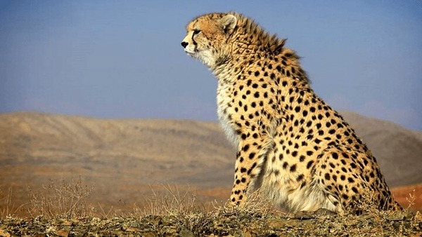 توله‌های گمشده هلیا پیدا شدند