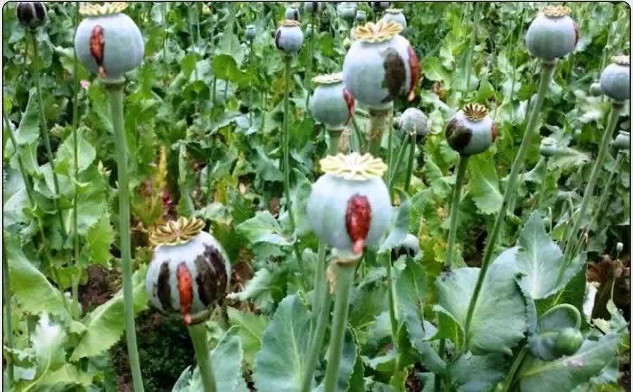 نابودسازی مزارع خشخاش در صالح‌ آباد