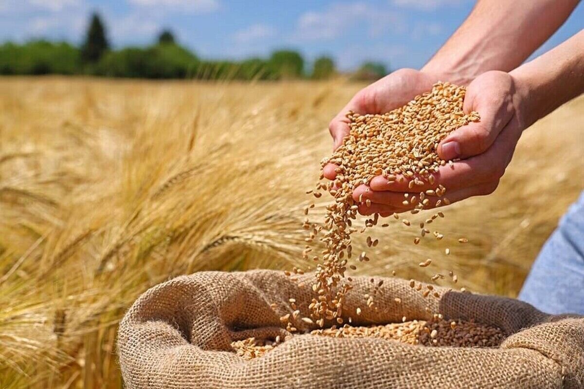 گندم بر مدار رونق؛ خرید تضمینی در خراسان جنوبی در اوج برداشت جان گرفت