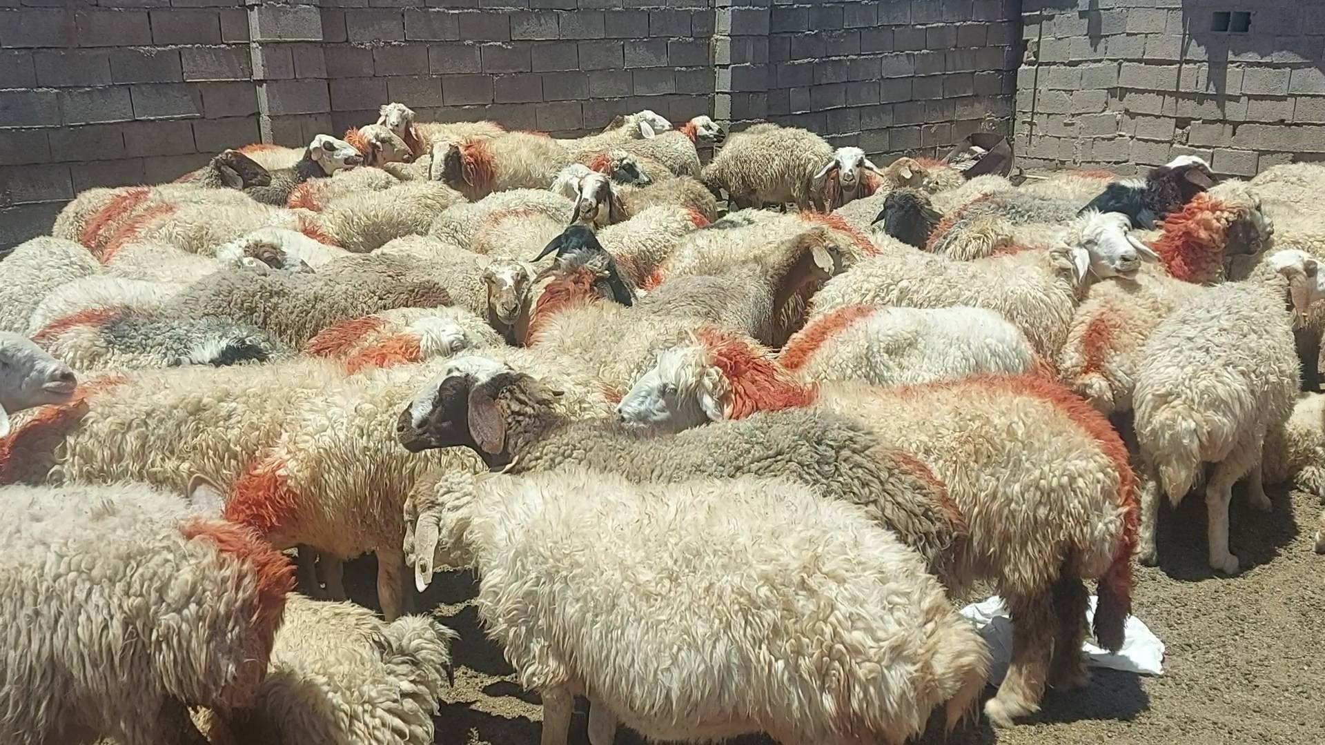 پیام خراسان