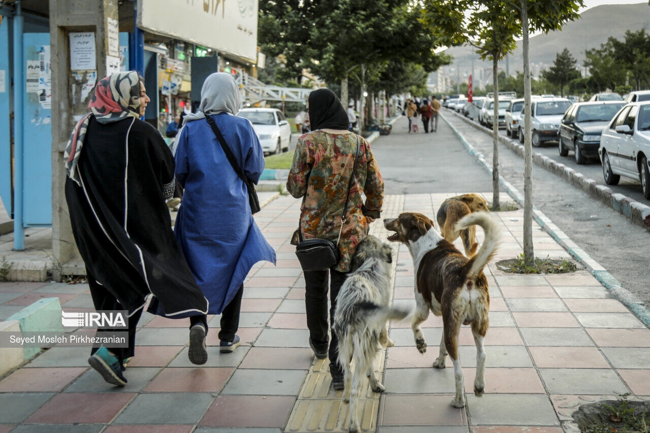 زنگ خطر هاری در خراسان‌شمالی؛ ثبت روزانه ۲۰ مورد گزش