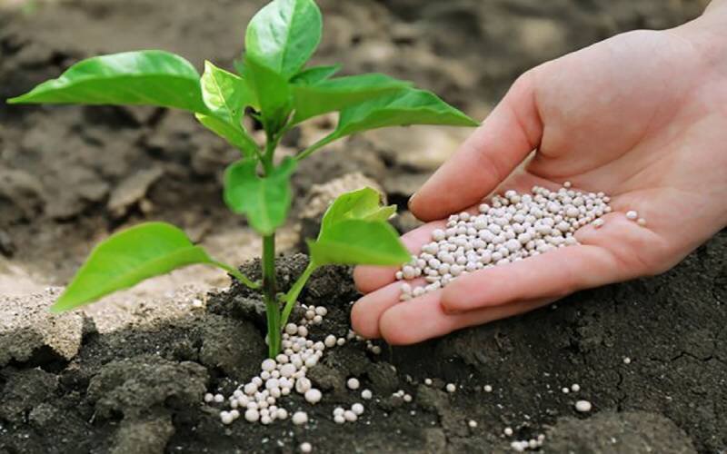 آغازپرداخت یارانه نقدی کودهای شیمیایی به کشاورزان خراسان شمالی