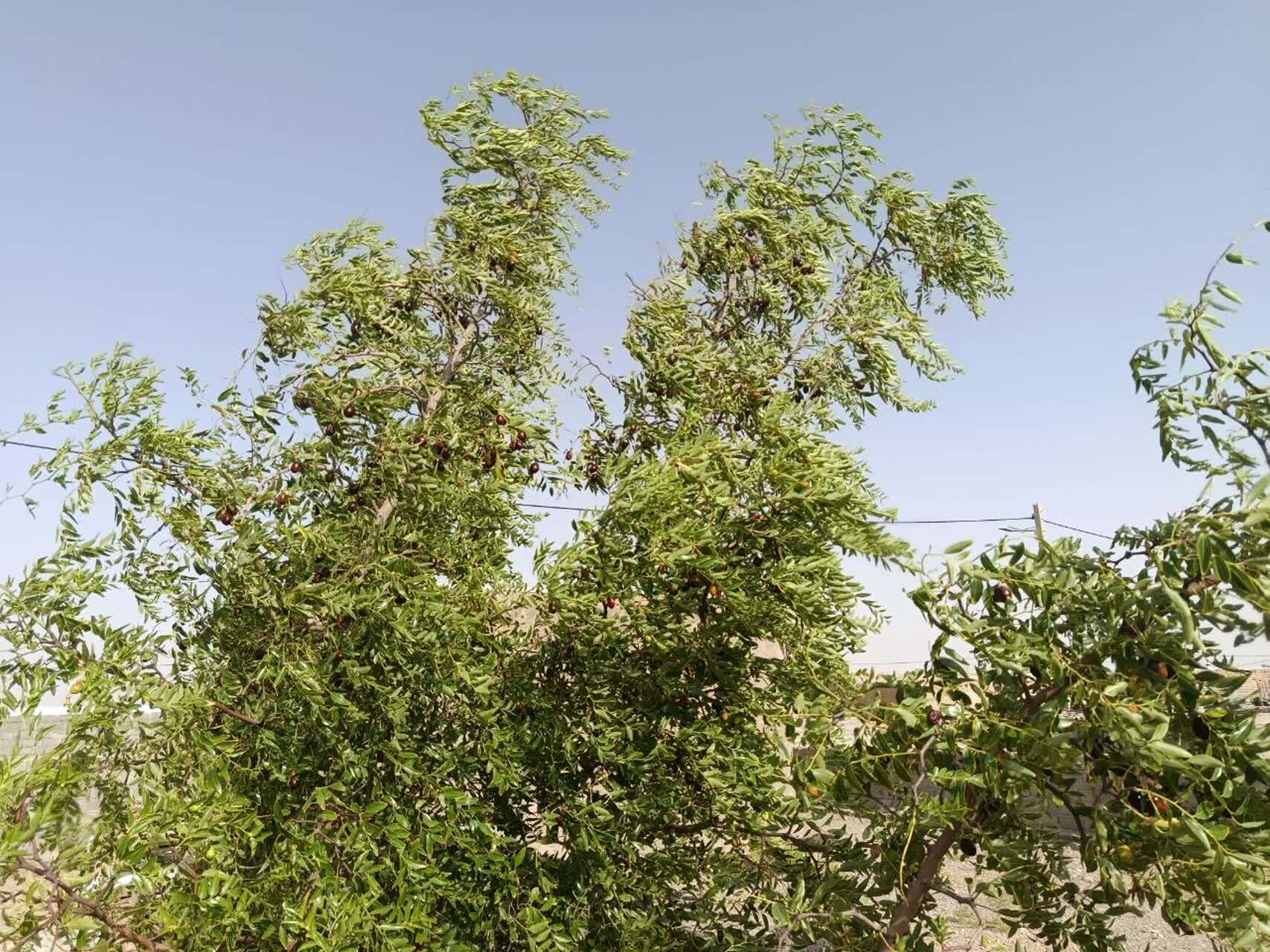 پیام خراسان