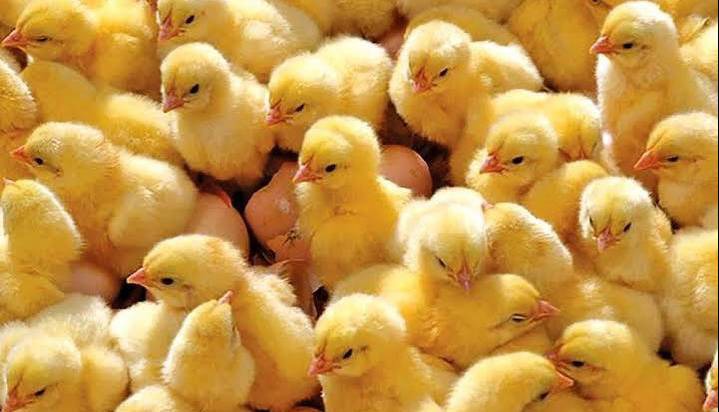 صدور مجوز صادرات ۱۰ میلیون قطعه جوجه یک روزه