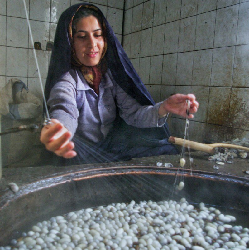 فعالیت مجدد تنها کارگاه تولید تخم‌نوغان شمال شرق کشور، پس از ۱۲ سال تعطیلی